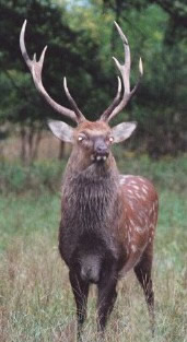 sika deer stag