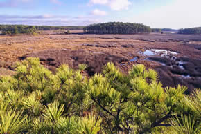 sika deer hunting property