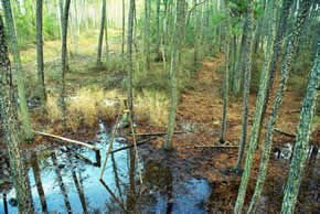 sika deer hunting property