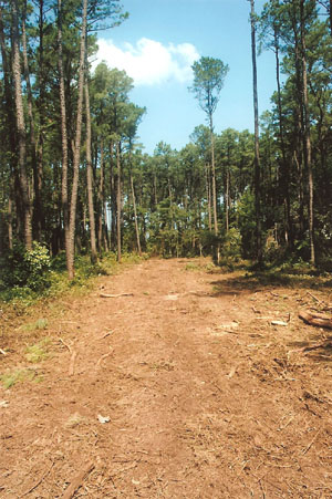 sika deer hunting property