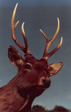 sika deer mount