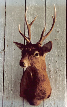 sika stag deer mount