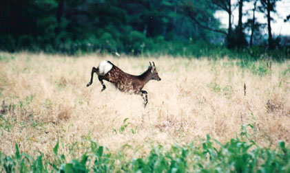 sika deer running