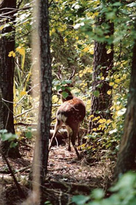 sika stag deer in woods