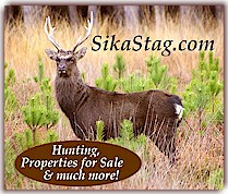 sika deer hunting