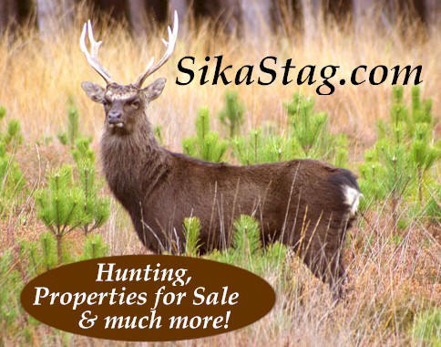 sika deer                       hunting